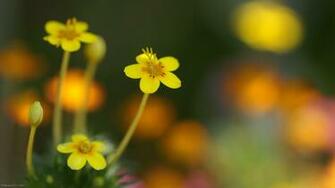 Small Yellow Flowers Flower Wallpaper Bloom Floral