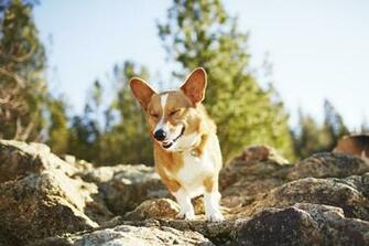 Corgi Computer Wallpaper Desktop Background Id