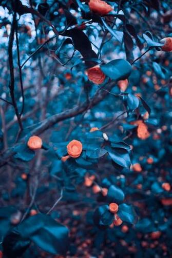English Rose Bushes In Background Image HD Infinity