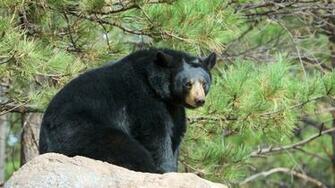 Best Hotels Closest To Bearizona In Grand Canyon For Expedia