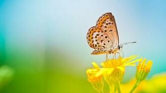 Butterfly And Flower Wallpaper