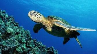 Turtles Sea Underwater Wallpaper