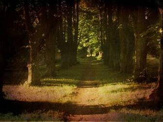 Forest Night Scene Wallpaper Desktop Background Scenery