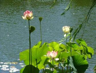 Pink Lotus Against Sparkling Background Of Deep Blue Water