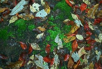 Appalachian Trail Desktop Background Screensavers
