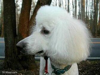 Standard Poodle Wallpaper Pictures Breed Information
