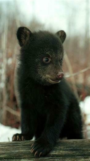 Bear Cub Animal iPhone Wallpaper S 3g