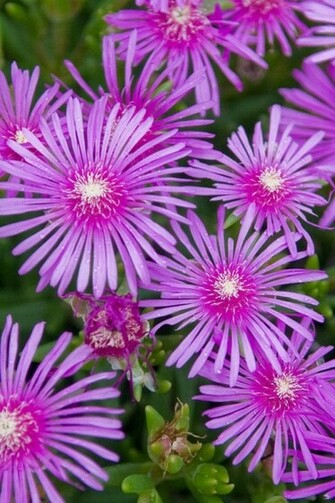 HD Nice Purple Daisies iPhone Wallpaper Background