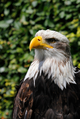 Eagle Side Wallpaper