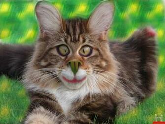 Very Funny Cat Photos Cool HD Wallpaper