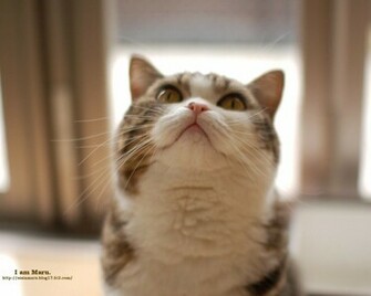 Maru Wallpaper