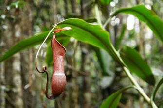 Nepenthes Tenax Wallpaper Hq