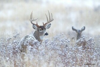 HD Wallpaper Whitetail Deer X Kb Jpeg