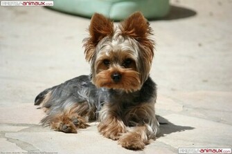 Pin Yorkshire Terrier Wallpaper