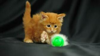 Lolcat Wallpaper