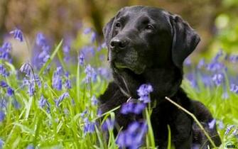 Wallpaper Black Labrador Retriever X Widescreen