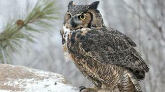 Wallpaper Owl Bird Predator Look 4k Ultra HD