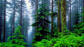 Rainforest Wallpaper