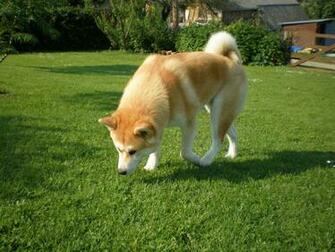 Akita Inu Wallpaper Desktop