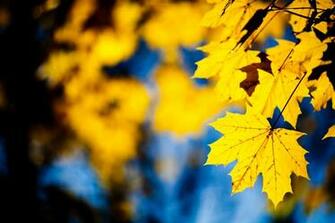 Yellow Leafs Wallpaper Stock Photos