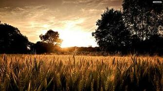 Wheat Crop Near Forest Wallpaper