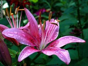 If You Need Pretty Flower Background For