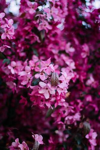 Flowers Bloom Pink Bush Branch Spring Stock Photos Image