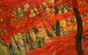 Pemandangan Autumn Leaves Wallpaper
