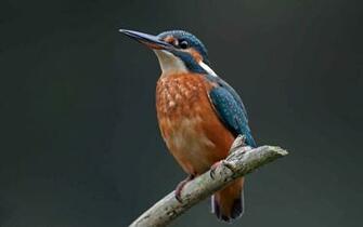 Wallpaper Kingfisher Bird Branch Color Ultra