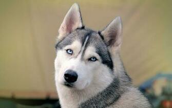 Husky Puppies Wallpaper Cool HD