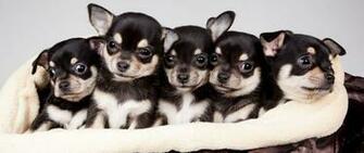 Wallpaper National Puppy Day Celebrity