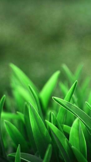 Green Wallpaper For Samsung Galaxy S5