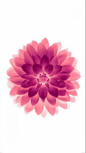 Apple Red On White Lotus Ios8 Flower iPhone 6plus Wallpaper