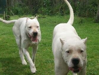 Fotos De Perros Rottweiler Dogo Argentino Y Presa Canario