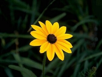 Flowers For Flower Lovers Beautiful Desktop Wallpaper