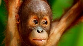 Baby Orangutan Wallpaper