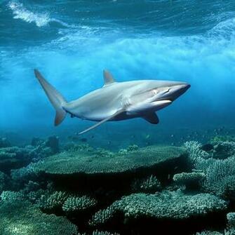 Sharks Live Wallpaper Android Apps On Google Play