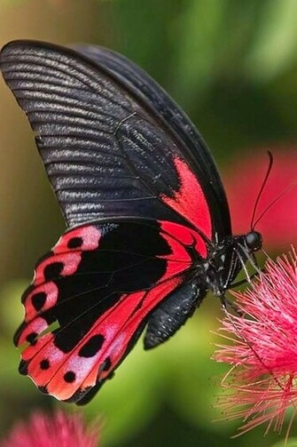 Cute Butterflies Pictures Beautiful