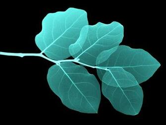 Black And White Wallpaper Turquoise Leaves