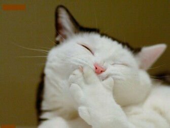 Photos Wallpaper Fuuny Picture Of Cat For Face Book