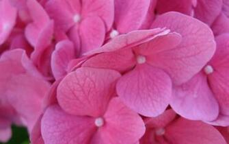 Flower Widescreen Wallpaper
