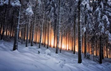 Wallpaper Winter Forest Germany Black Image For Desktop