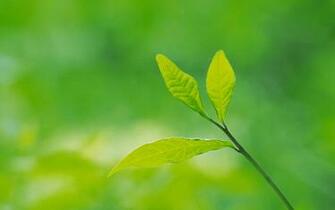 Comments To Green Leaves And Background