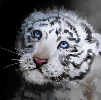 White Tiger Cubs Wallpaper Cute Cub By Llrobinll