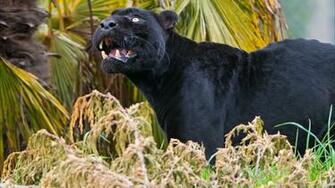 Black Panther Widescreen Wallpaper