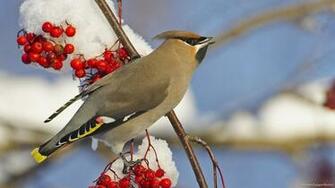 Widescreen Snow Wallpaper Most Beautiful