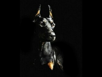 Wallpaper Doberman Dobermans