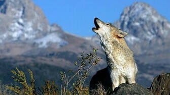 Wolves Howling Wallpaper Wolf