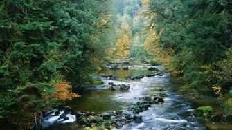 World Forest Wallpaper North National