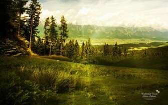 Enchanted Forest By Andreaandrade